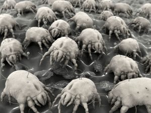 Seasonal allergies-Dust mites-Best Allergist NYC 2023