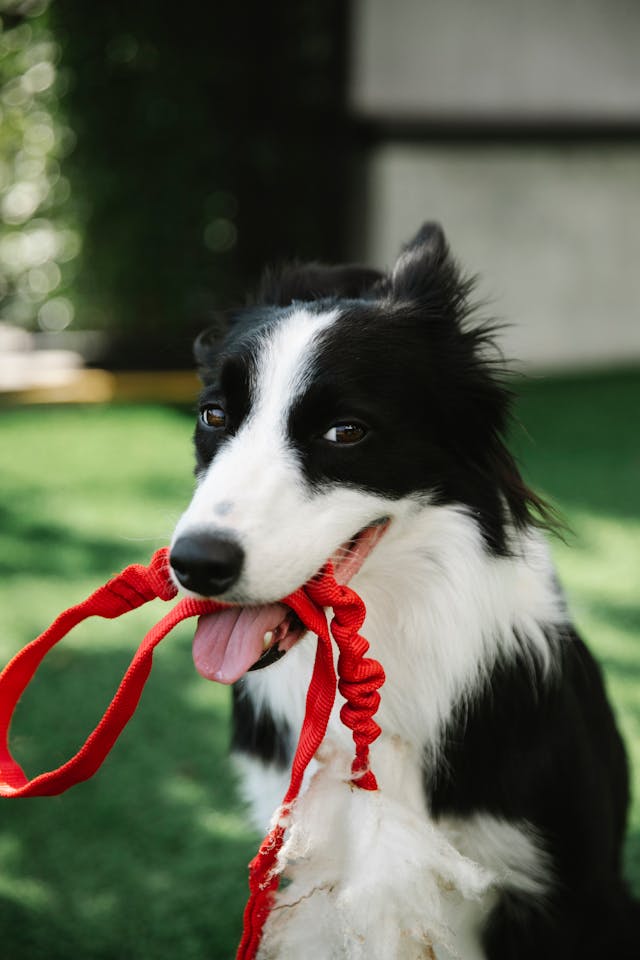 Dealing with Pet Allergies