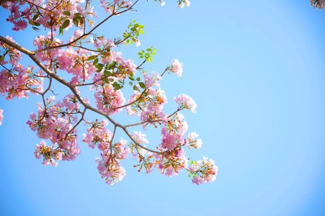 Seasonal Allergies vs Perennial Allergies Key Differences